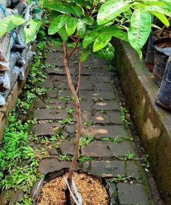 jual tanaman kelengkeng puangray hasil okulasi Sidenreng Rappang