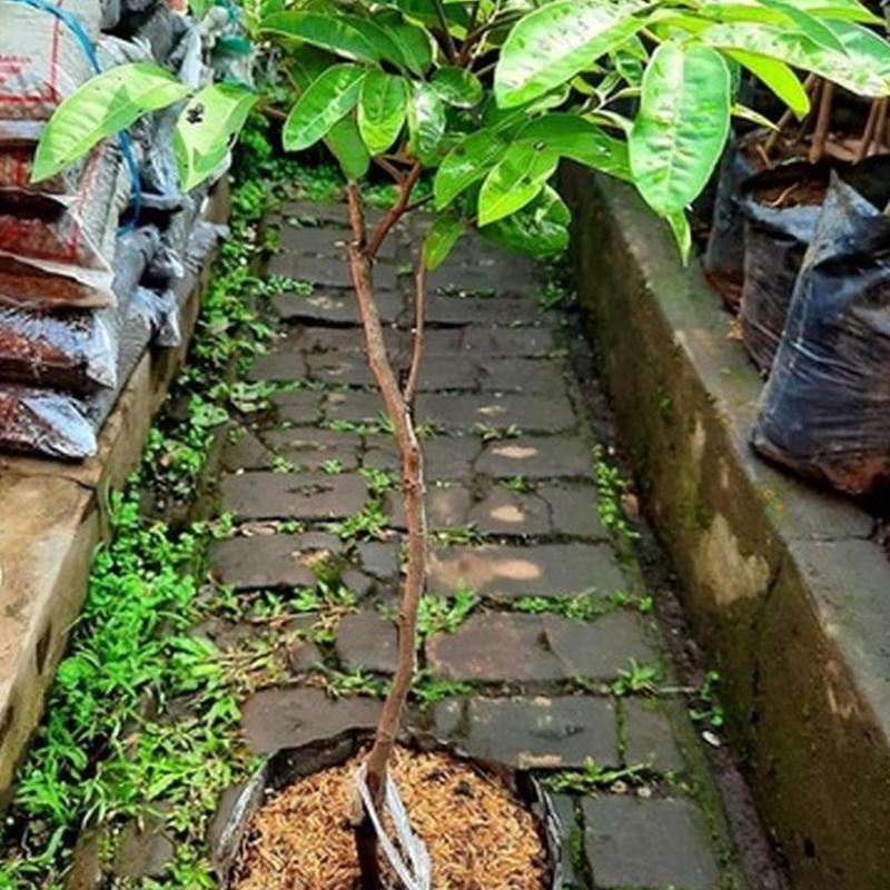 Gambar Produk jual tanaman kelengkeng puangray hasil okulasi Sidenreng Rappang