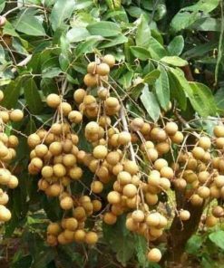 jual tanaman kelengkeng puangray murah Penukal Abab Lematang Ilir