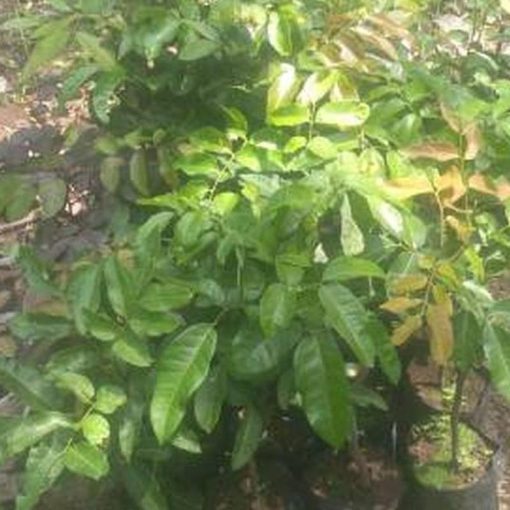 jual tanaman kelengkeng puangray okulasi Pulau Taliabu
