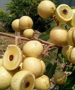 jual tanaman kelengkeng super manis unggul berdaging tebal siap tanam cepat berbuah Mamuju Tengah