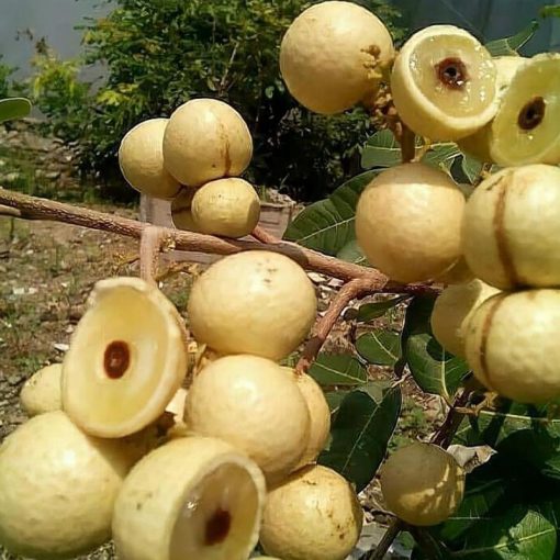 jual tanaman kelengkeng super manis unggul berdaging tebal siap tanam cepat berbuah Mamuju Tengah