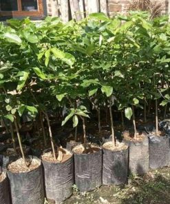 jual tanaman kelengkeng unggul cepat berbuah Tabanan