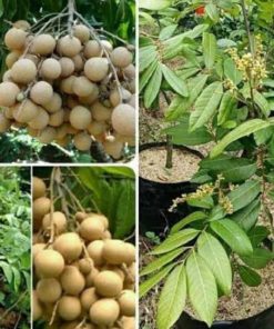 jual tanaman kelengkeng unggul cepat berbuah Timor Tengah Utara