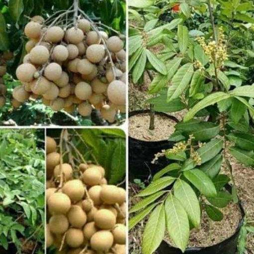 jual tanaman kelengkeng unggul cepat berbuah Timor Tengah Utara