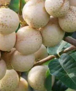 jual tanaman klengkeng aroma durian Banjarbaru