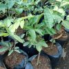 jual tanaman klengkeng aroma durian cepat berbuah Wajo