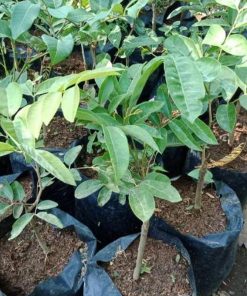 jual tanaman klengkeng aroma durian cepat berbuah Wajo