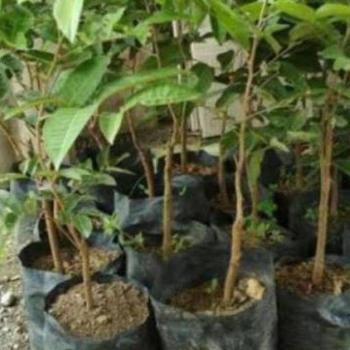 jual tanaman klengkeng aroma durian Halmahera Selatan