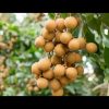 jual tanaman klengkeng itoh Bintan