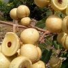 jual tanaman klengkeng kristal kelengkeng new Tolikara