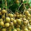 jual tanaman klengkeng kristal lengkeng cristal Sukoharjo