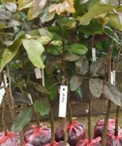 jual tanaman klengkeng merah premium bisa berbuah di Kutai Timur