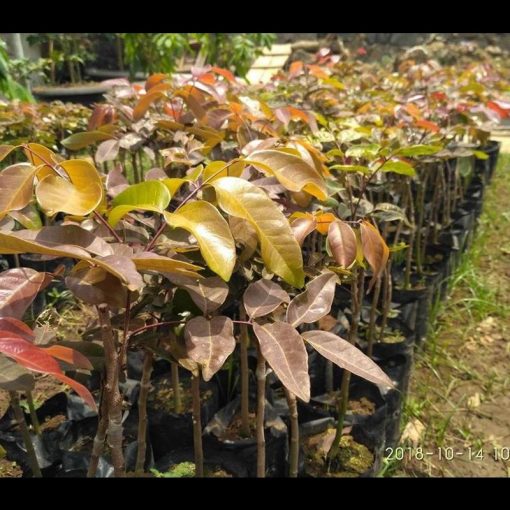 jual tanaman klengkeng merah premium bisa berbuah di Pandeglang