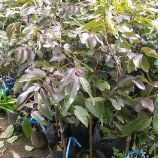 jual tanaman klengkeng merah rubby longan tinggi 70cm Palembang