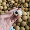 jual tanaman klengkeng new kristal hasil okulasi cepat berbuah Polewali Mandar