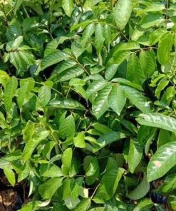 jual tanaman lengkeng aroma cepat berbuah hasil stek okulasi Aceh Tamiyang