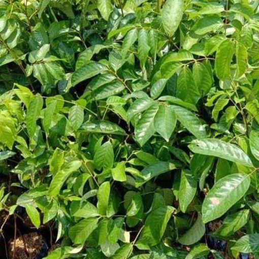 jual tanaman lengkeng aroma cepat berbuah hasil stek okulasi Aceh Tamiyang