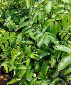 jual tanaman lengkeng aroma cepat berbuah hasil stek okulasi Subulussalam