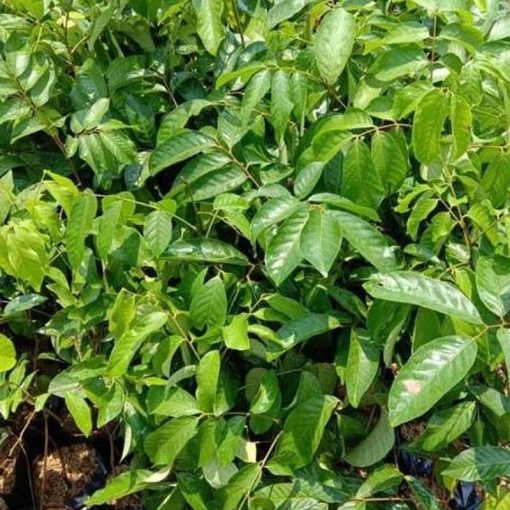 jual tanaman lengkeng aroma cepat berbuah hasil stek okulasi Subulussalam