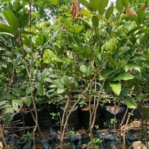 jual tanaman lengkeng aroma cepat berbuah hasil stek okulasi Supiori