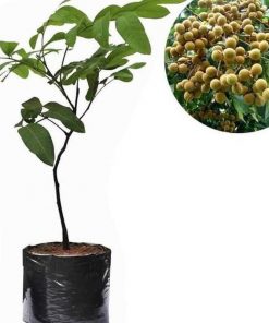 jual tanaman lengkeng aroma durian okulasi atau cangkok pohon Dumai