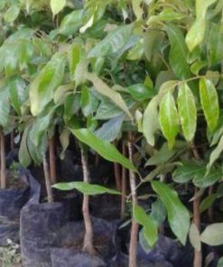 jual tanaman lengkeng itoh super cepat berbuah Mamasa