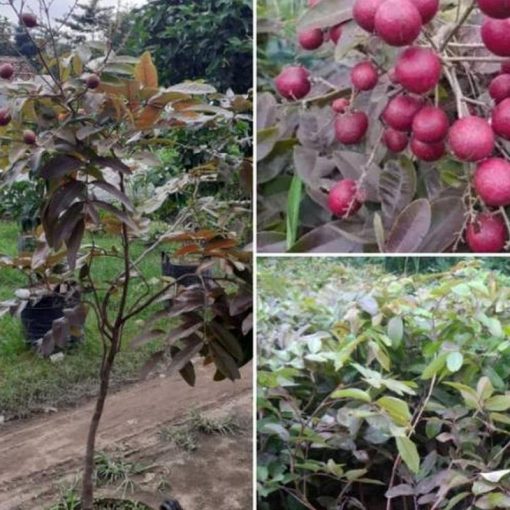 jual tanaman lengkeng merah di jamin merahnya Pringsewu