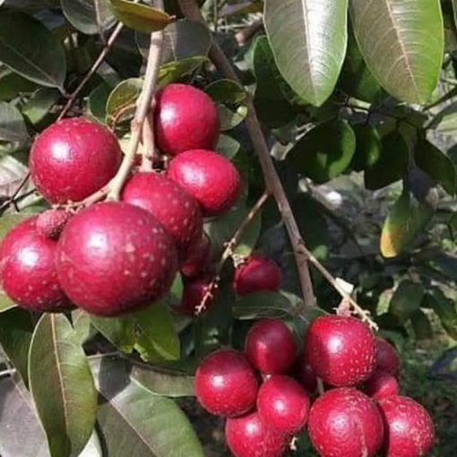 jual tanaman lengkeng merah super cepat berbuah Bolaang Mongondow Timur