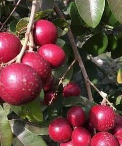 jual tanaman lengkeng merah super cepat berbuah Pahuwato