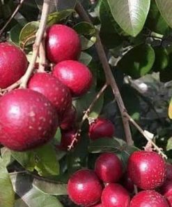 jual tanaman lengkeng merah super cepat berbuah Solok Selatan