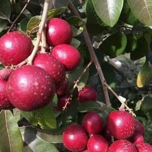 jual tanaman lengkeng merah super cepat berbuah Solok Selatan