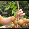 jual tanaman lengkeng pingpong Nunukan
