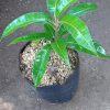 jual tanaman mangga agrimania hasil okulasi siap berbuah Sibolga