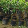 jual tanaman mangga agrimania Majalengka