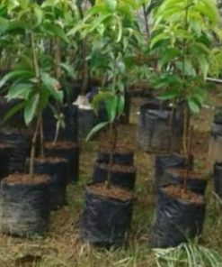 jual tanaman mangga agrimania Majalengka