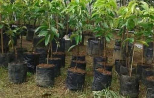 jual tanaman mangga agrimania Majalengka