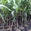 jual tanaman mangga agrimania okulasi dijamin cepat berbuah Indramayu