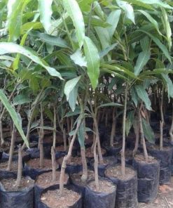 jual tanaman mangga agrimania okulasi dijamin cepat berbuah Indramayu