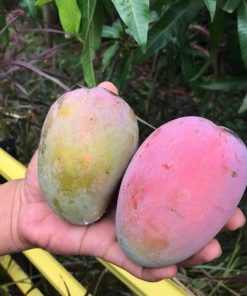 jual tanaman mangga agrimania okulasi dijamin cepat berbuah Tangerang Selatan