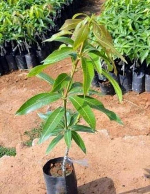 jual tanaman mangga alpukat Gorontalo Utara