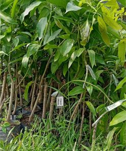 jual tanaman mangga alpukat hasil stek okulasi cepat berbuah Jakarta Barat