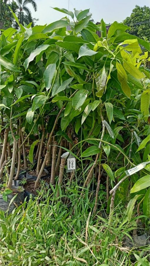 jual tanaman mangga alpukat hasil stek okulasi cepat berbuah Jakarta Barat