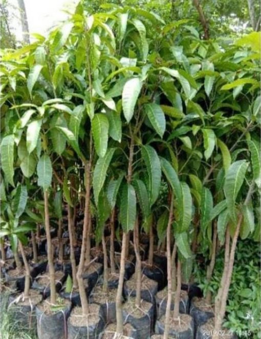 jual tanaman mangga alpukat Kapuas