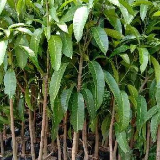 jual tanaman mangga alpukat okulasi Paniai