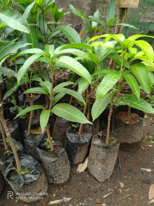 jual tanaman mangga alpukat okulasiunggul Bener Meriah