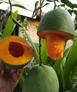 jual tanaman mangga alpukat super genjah Tapanuli Selatan