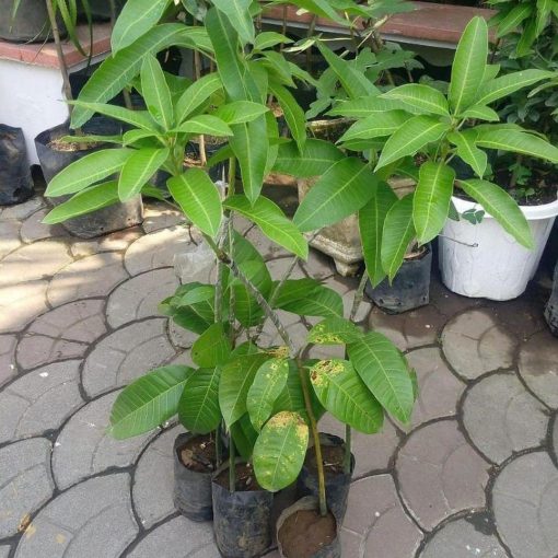 jual tanaman mangga alpukat super Seram Bagian Timur