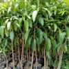 jual tanaman mangga alpukat superunggul Manggarai Barat