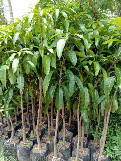 jual tanaman mangga alpukat superunggul Manggarai Barat